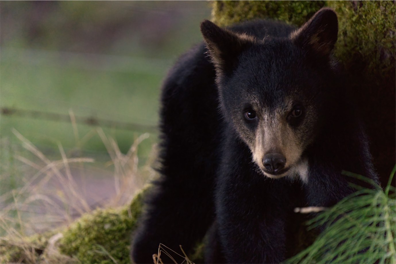 Bear Cub 0812